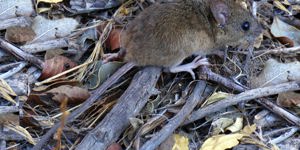 PAHO supports the international response to hantavirus pulmonary syndrome cases linked to a cruise ship in the Atlantic